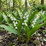 Set 5 Lily of the Valley Bulbs, Lily of the Valley Roots, Fragrant White Spring Flowers for Indoor Outdoor Growing