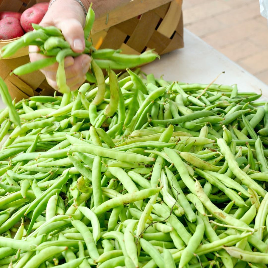 Live Green Beans Plant for Planting, 4 to 6 Inches Tall, Green Bean Vegetable Plant, Ready to Grow Vegetable Plant for Raised Beds and Containers
