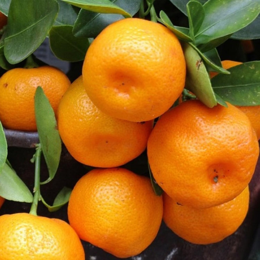 Mandarin Tangerine Tree Live Plant, Grafted 2 Years Old, 3 Feet Tall, Citrus Orange Clementines Satsumas Like, Ready to Plant Outdoor Zones 9-11