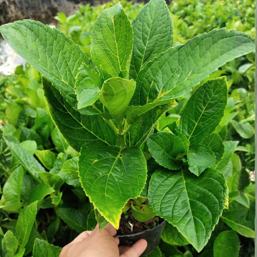 Ruby Slipper Hydrangea Plant Live Tree, Rare Color, 4" Pot, Perennial and Hardy Blooming Shrub for Garden Spring Planting