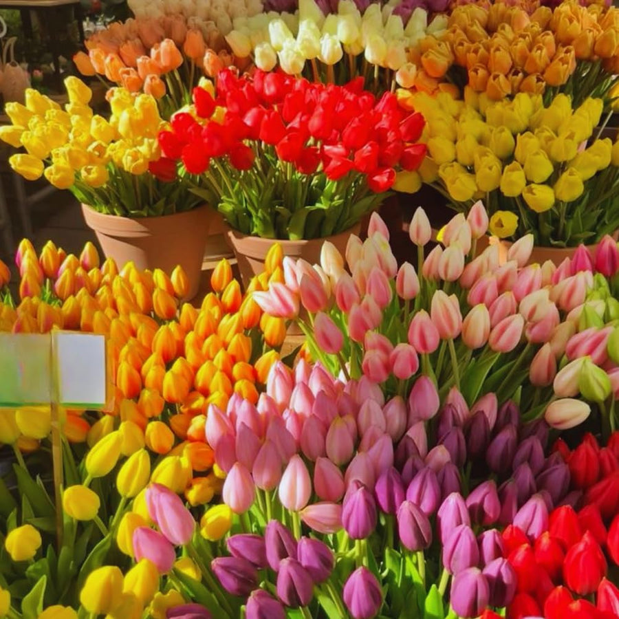 60 Mix Spring Flower Bulbs for Fall Planting, Colorful Flower Bulbs Perennial Outdoor, Top Size Bulb for Garden