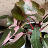 Rare Philodendron Plant Live in 4" Pot, Variegated Red White and Green Leaves, Rare Houseplant Indoor Outdoor Decor, Colorful Stems