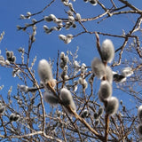 Weeping Pussy Willow Live Plant in 2.5" Pot, 4-8 Inches Tall, Willow Tree, Hardy Shrub for Outdoor Garden, Dormant in Winter