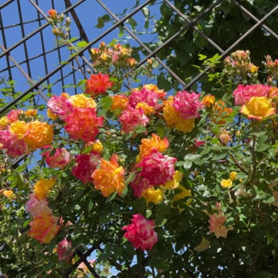 Rose Bush Live Plant - Rose Plant Live Shrub - Bareroot with Soil 5-10 Inch Tall - Fragrant Rose Flowers Heirloom Rose Shrub - No Pot (Rare Rose)