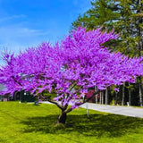 2 Eastern Redbud Trees Live, 1-2 Years Old, 16-24 Inches Tall, Flowering Ornamental Tree for Outdoor Planting, Pink Purple Redbud Plants