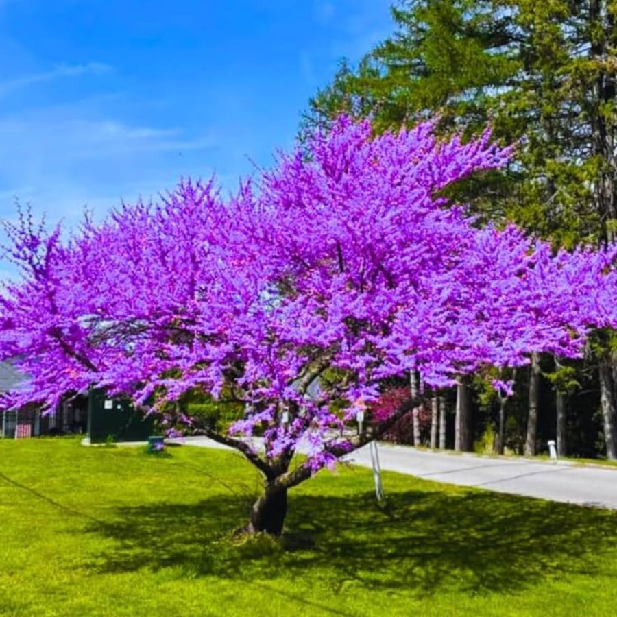2 Eastern Redbud Trees Live, 1-2 Years Old, 16-24 Inches Tall, Flowering Ornamental Tree for Outdoor Planting, Pink Purple Redbud Plants