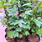 1 Sabdariffa Roselle Hibiscus Plant Live in 4 Inch Pot, Red Roselle Jamaican Plant 4-8 Inch Tall, Live Roselle Hibiscus Flowers