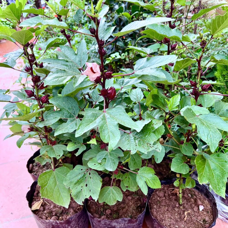 1 Sabdariffa Roselle Hibiscus Plant Live in 4 Inch Pot, Red Roselle Jamaican Plant 4-8 Inch Tall, Live Roselle Hibiscus Flowers