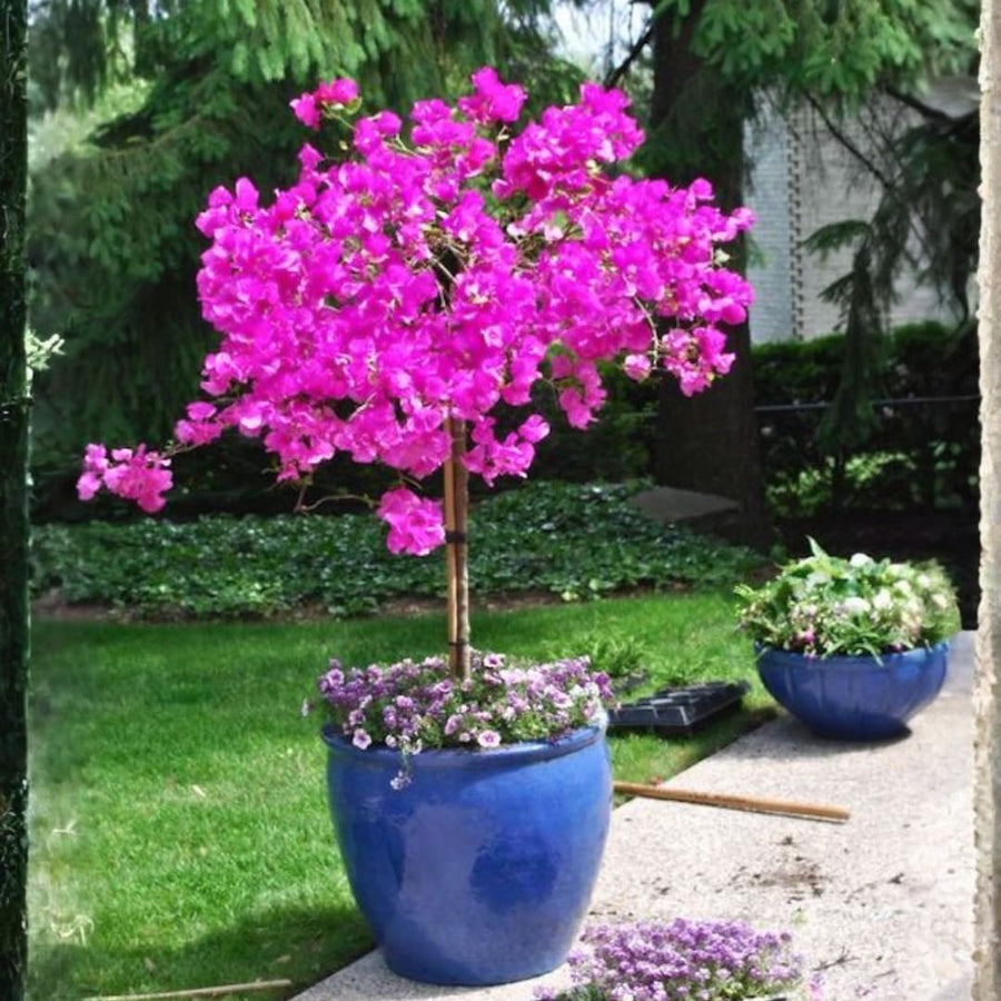 Purple Bougainvillea Tree Live Plant, 1 Year Old Ready to Plant Outdoor, Very Hardy