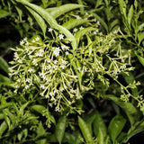 Live Jasmine Plant, White Jasmine Flower, Fragrant Climbing Vine, 4-7 Inches Tall, Ready for Planting (Night Jasmine)