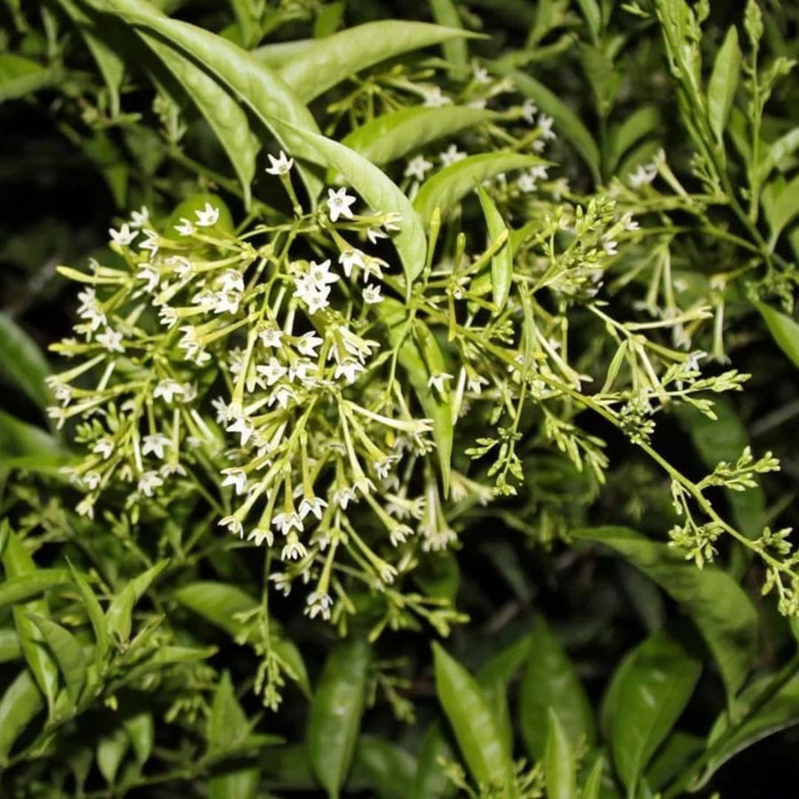 Live Jasmine Plant, White Jasmine Flower, Fragrant Climbing Vine, 4-7 Inches Tall, Ready for Planting (Night Jasmine)