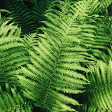 30 Lady Ferns Bare Roots, Fern Live Plants, Live Fern Plants, Fern Plant Live for Garden