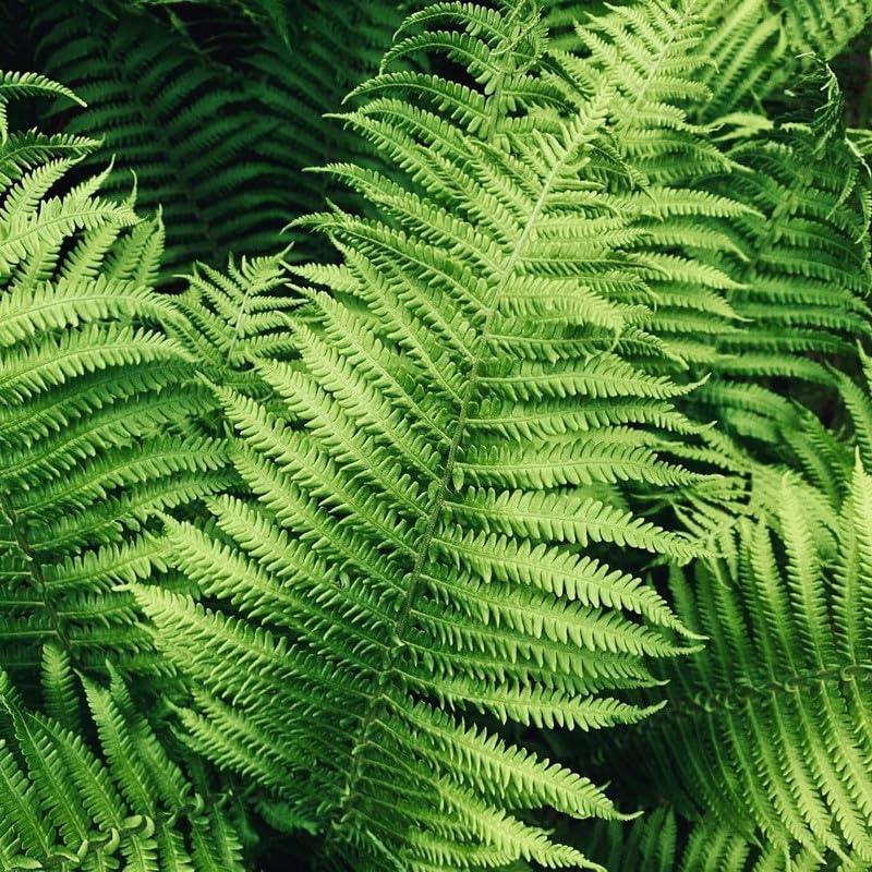 30 Lady Ferns Bare Roots, Fern Live Plants, Live Fern Plants, Fern Plant Live for Garden