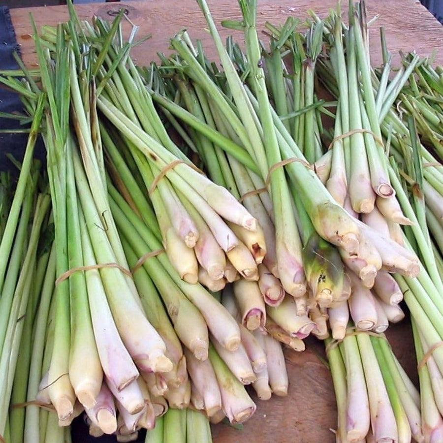 400 Lemongrass Herb Seeds, Culinary Lemongrass Herb Seeds for Home Garden, Patio Pots and Containers