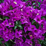 Bougainvillea Plants - Pack 2 Bougainvillea Flowering Plants - Starter from 4 to 6 Inches Tall Bareroot - Growing Outdoor (Purple)