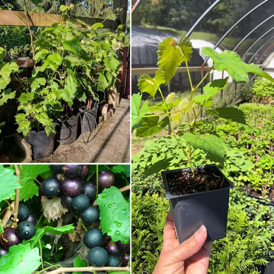 Muscadine Grape Vine Plant Live for Planting, Grape Plant Live Grape Tree, in 4" Pot, Live Grape Fruit Tree for Planting