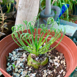 Albuca Spiralis Plant Live, Frizzle Sizzle Succulent Plants, Corkscrew Foliage Succulent in 3'' Pot, Easy-Care Indoor Outdoor Plant