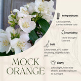 Mock Orange Live Plant 4 Inch Pot, 3-5" Tall, Mock Orange Flower Plant, White Fragrant Flowers Blooms for Garden