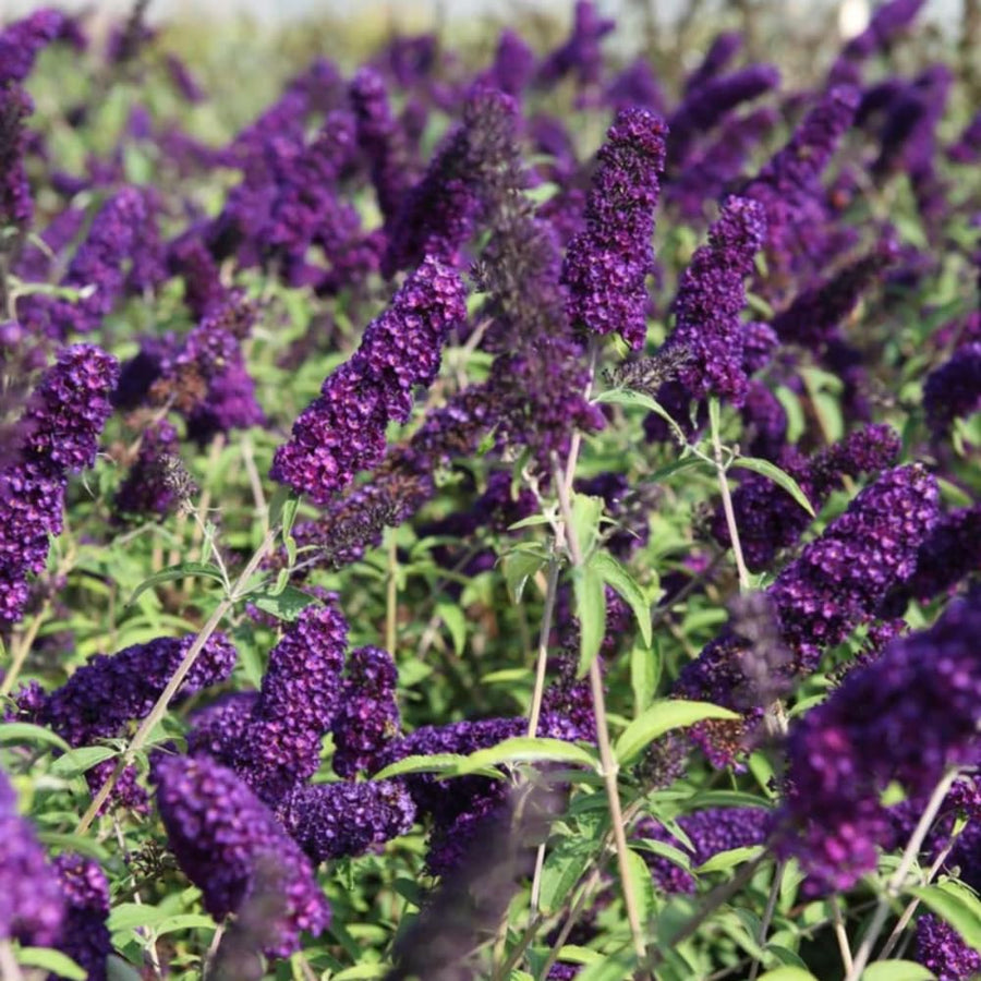 Butterfly Bush Plant for Planting, Size 5 to 7 Inch Tall Plant, Without Pot, Butterfly Bushes Plants (Dark Blue Flowers)