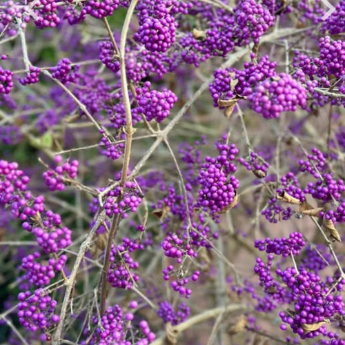 Rare Variegated Beautyberry Tree Live Plant, 4-5 Inches Tall, Variegated Beautyberry Shrub for Outdoor Garden and Landscape Growing