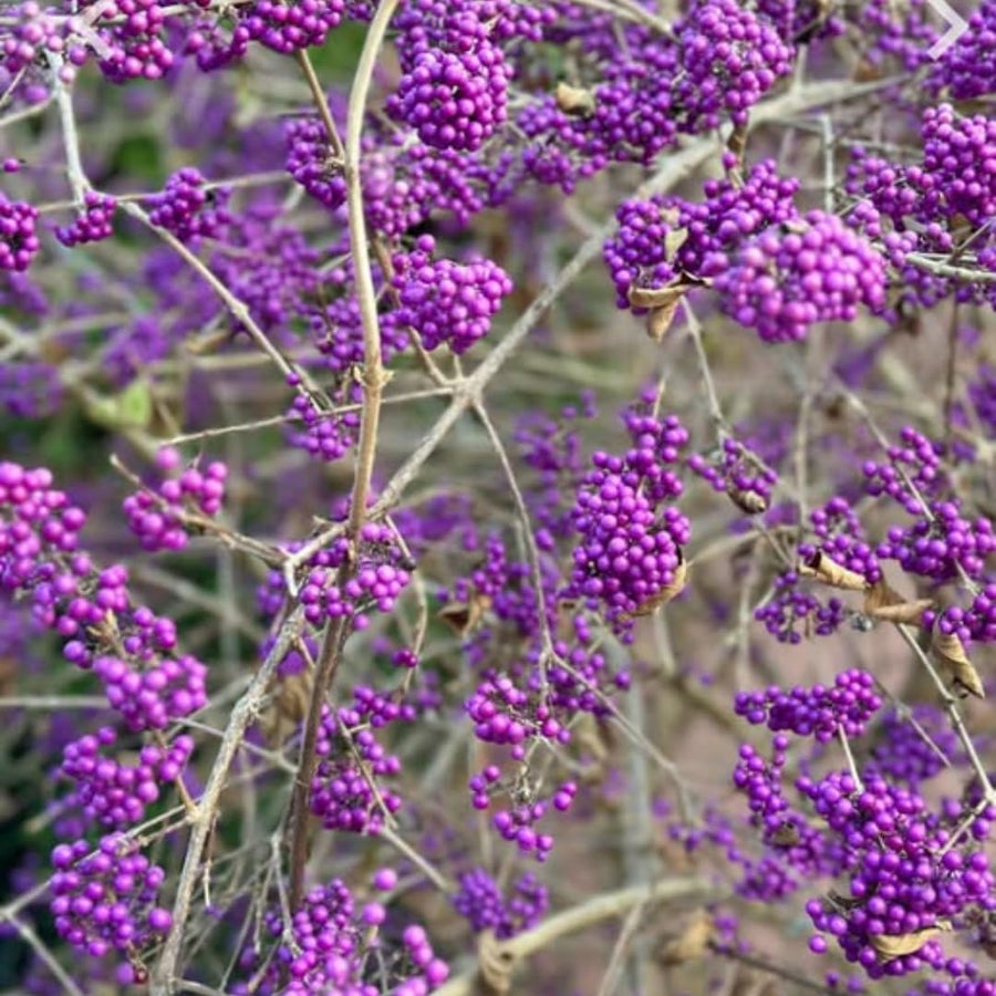 Rare Variegated Beautyberry Tree Live Plant, 4-5 Inches Tall, Variegated Beautyberry Shrub for Outdoor Garden and Landscape Growing