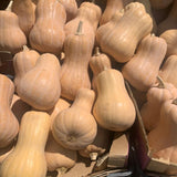10 Butternut Squash Seeds for Planting, Squash Vegetable Seeds, Grow for Outdoor Garden, Trellis