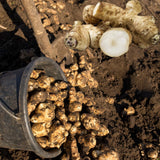 1 Lb Sunchoke Tubers for Planting, Jerusalem Artichoke Roots, Edible Vegetable Tubers, Ready to Grow, Suitable for Outdoor Garden