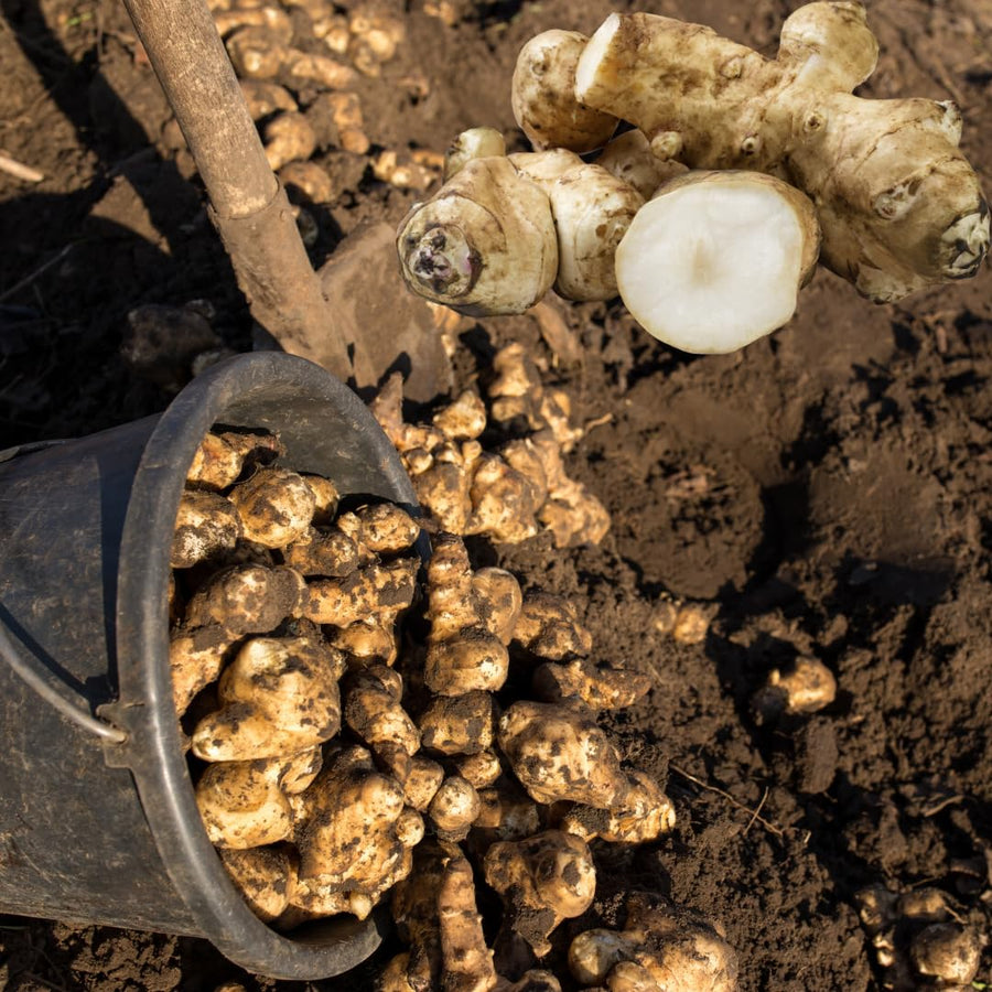 1 Lb Sunchoke Tubers for Planting, Jerusalem Artichoke Roots, Edible Vegetable Tubers, Ready to Grow, Suitable for Outdoor Garden