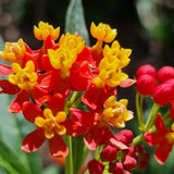 Milkweed Plants Live, Red Milkweed Plant for Planting, Tropical Milkweed Plant, Bloodflower Milkweed Live Plant Indoor Outdoor Garden