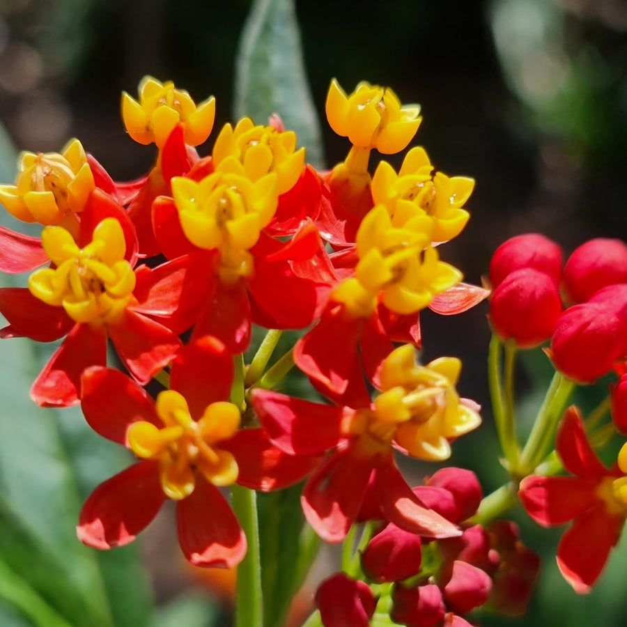 Milkweed Plants Live, Red Milkweed Plant for Planting, Tropical Milkweed Plant, Bloodflower Milkweed Live Plant Indoor Outdoor Garden