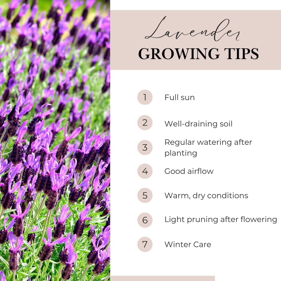 2 Purple Lavender Plants Live 4-6 Inches, Very Fragrant Lavender Shrubs, Perennial Herbs for Garden and Landscape