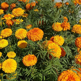 Set 3 African Marigold Live Plant,4-6" Tall, Mix Color Marigolds Flower Plant Live for Outdoor Spaces and Container Gardens, No Pot