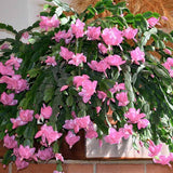 Christmas Cactus Live Plant 4'' Pot, Holiday Blooming Houseplant for Pot, Hanging Baskets, Indoor Outdoor Planting (Pink Christmas Cactus)