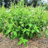 3 Holy Basil Plant Live, Tusil Basil Plants, Herb Plant, 3-5 Inch Tall for Planting
