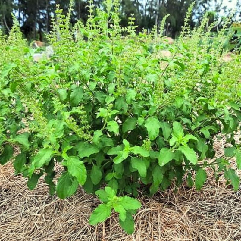 3 Holy Basil Plant Live, Tusil Basil Plants, Herb Plant, 3-5 Inch Tall for Planting