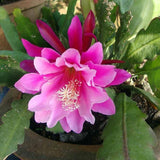 Orchid Cactus Plants in 3.5'' Pot, Epiphyllum Orchid Cactus Well Rooted 4-6'' Tall, Easy-Care Tropical Houseplant (Pink Bloom)
