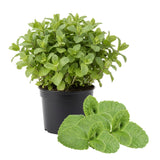 Fresh Assorted Mint Live Plant in 3.5 Inch Pot, Mint Herb Live Plant for Indoor Outdoor Growing, Spring Planting