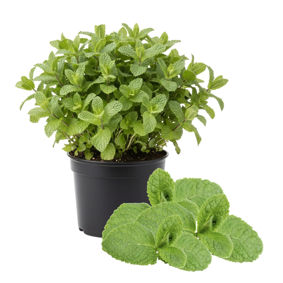 Fresh Assorted Mint Live Plant in 3.5 Inch Pot, Mint Herb Live Plant for Indoor Outdoor Growing, Spring Planting