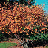 1 Year Old Hazelnut Tree Live Plant, American Hazelnut Nuts Tree Dormant in Winter