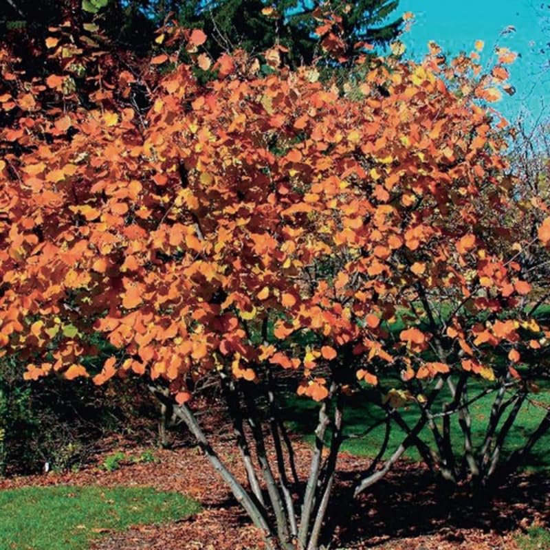 1 Year Old Hazelnut Tree Live Plant, American Hazelnut Nuts Tree Dormant in Winter