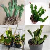 White Christmas Cactus Plant Live Christmas Cactus, Holiday Cactus Live Plant, 4 Inc Pot