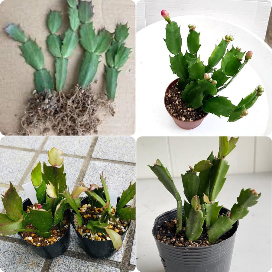 White Christmas Cactus Plant Live Christmas Cactus, Holiday Cactus Live Plant, 4 Inc Pot