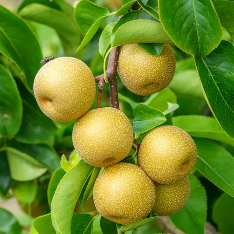 2 to 3 Feet Tall, Asian Pear Tree Live Plant, Live Pear Plant Tree, Pear Live Plant, Sweet Fruit Plant, Pear Tree Plant