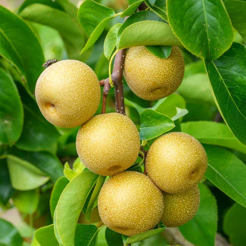 2 to 3 Feet Tall, Asian Pear Tree Live Plant, Live Pear Plant Tree, Pear Live Plant, Sweet Fruit Plant, Pear Tree Plant