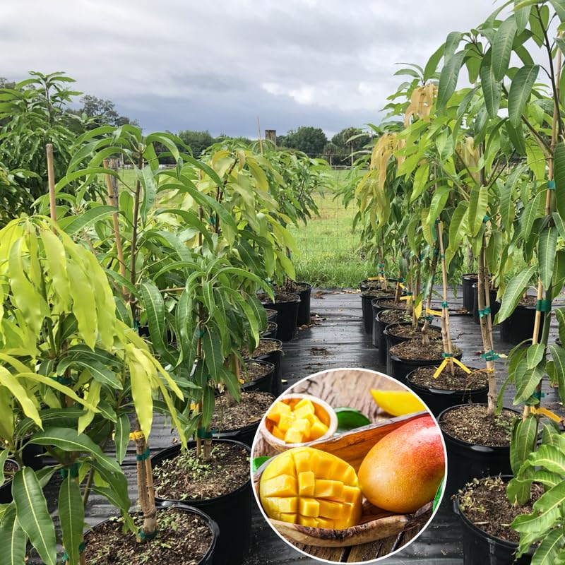 Julie Mango Tree Live Plant, 2 Feet Tall, Tropical Mango Fruit Tree for Outdoor Planting