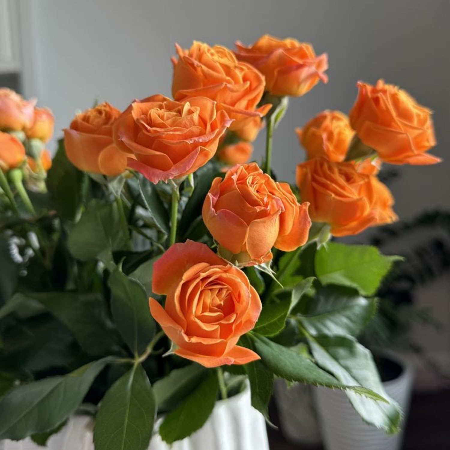 Mini Rose Bush, Miniature Rose Flowers in 3'' Pot, Compact Flowering Rose for Indoor Outdoor Gardens and Containers (Orange Roses)