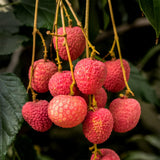 Live Lychee Fruit Tree, 3 Feet Tall Tropical Litchi Tree for Home Garden and Patio