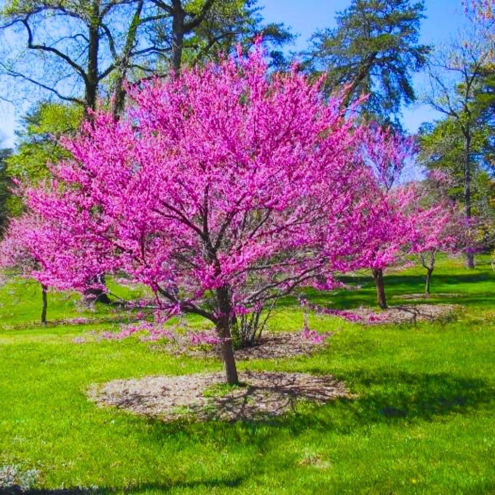 Redbud Trees Seedlings Live Plants, 9 Months Old Dormant Eastern Red Bud Plant for Planting Outdoor, No Leaf, 8-12" in Tall