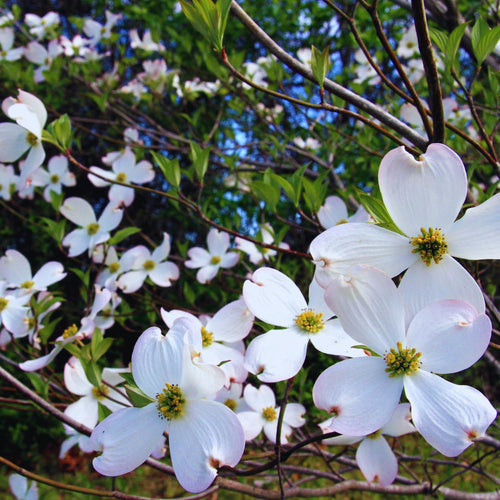 2 White Dogwood Tree Live Plants Bare Roots, 12 to 18'' Tall, Dogwood Flowering Plant Live