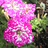2 Pink Petunia Plants Live, Vibrant Flowering Seedlings, 5-9 Inches Tall for Outdoor Spaces, Petunia Flowers